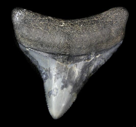 Juvenile Megalodon Tooth - Venice, Florida #36684